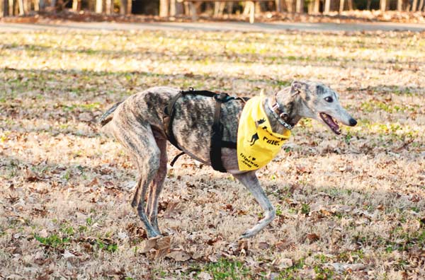 Senior Tripawd Greyhound Nixon Running