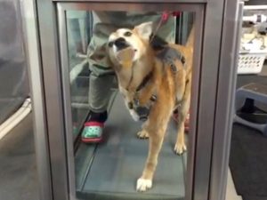 Canine Cancer Hero Rufio Benefits from Free Rehab Session Hydrotherapy for Rufio