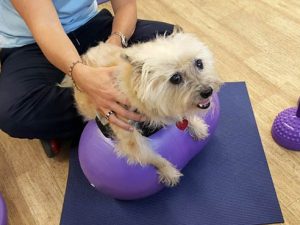 Tai Goes Off to See the Wizard… Canine Rehab for Tai