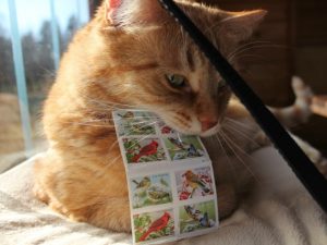 Purrkins the Postal Carrier Helps Send Brochures Tripawd, cat, amputee, donate,