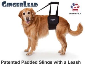 GingerLead Now Available from Tripawds Gear Fund gingerlead-ginger