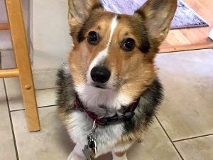 Leviathan the Tripawd Corgi Leviathan