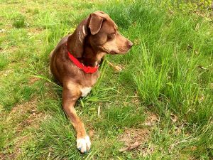 Tripawd Rescue Molly Finds Her Furever Home! Molly watching ducks.