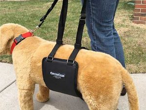 Free GingerLead with New Stay-on Straps! GingerLead