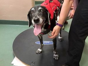 Riley Gets Rehab with Help from Tripawds Rehab for Riley