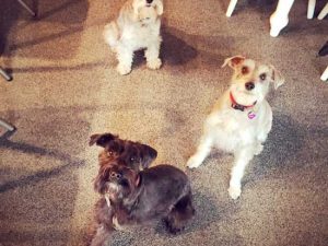 Tripawds Tribute to Nelson Tripawd Nelson