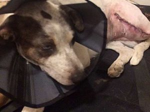 Tripawds ASAP Helps Fund Blue’s Amputation Blue after Surgery