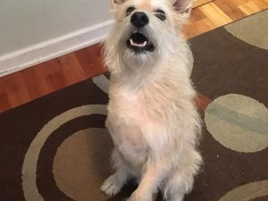 Rehab and Hydrotherapy Helps Cooper Cooper