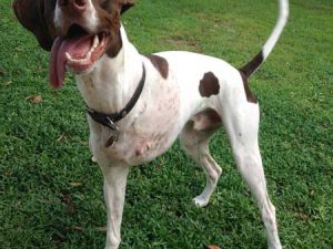 Tripawds ASAP Grant Helps Pay for Beau’s Amputation Beau