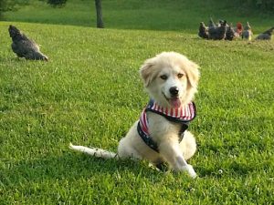 Rescue Luna Gets Help from Tripawds Foundation Tripawd Puppy