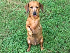Canine Rehab Helps Tripawd Dachshund Oscar Oscar