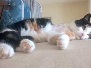 Tripawds ASAP Fund Helps Tri-kitty PJ Tri-kitty PJ