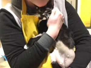 Tri-kitty Rescue Mochi Finds Her New Home Mochi