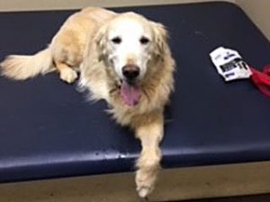 Free Canine Rehab Helps Tripawd Golden Winston Winston