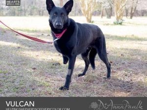 For Tripawd Hero Vulcan Vulcan