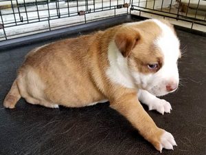 ASAP Fund Helps Tails the Newborn Tri-Puppy Tails