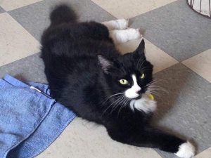 Tripawd Rescue Westley Brightens his New Home Westley
