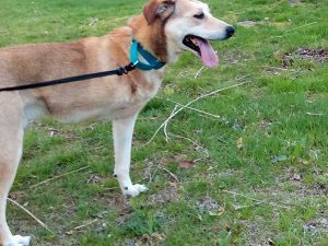 Tripawd Boone Comes a Long Way Home Boone