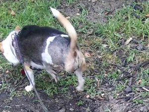 ASAP Fund Helps Lacey and Her Human Lacey-1