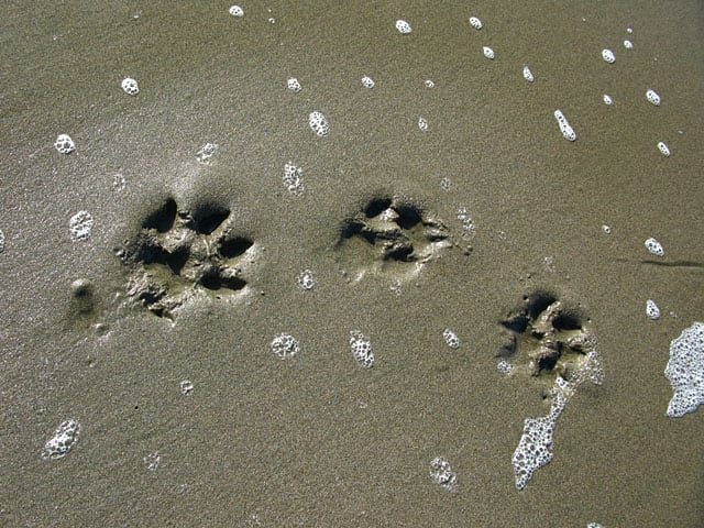 tripawds paw prints