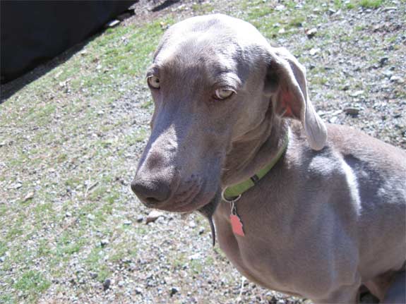 donor maggie tripawd weim