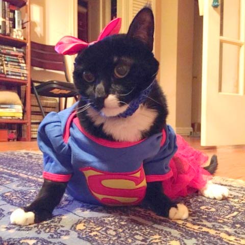 Feline Cancer Superhero Jill