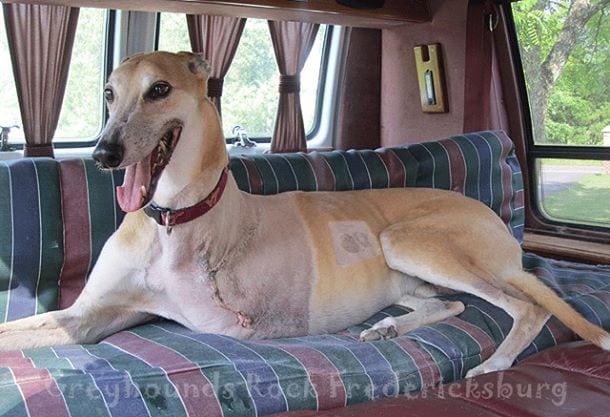 Greyhounds Rock Canine Cancer Hero TJ