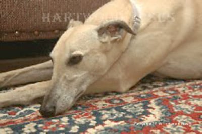 Greyhounds Rock Canine Cancer Angel Emma