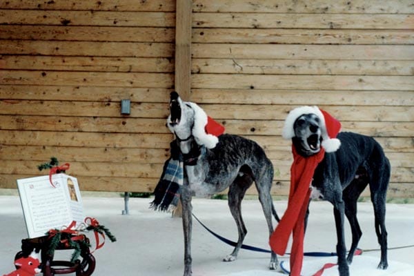 Greyhounds Rock Canine Cancer Angels Ibis and Griffin