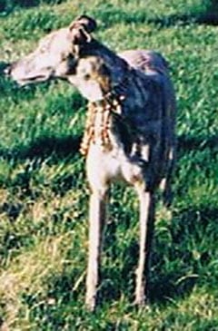 Greyhounds Rock Canine Cancer Angel Money