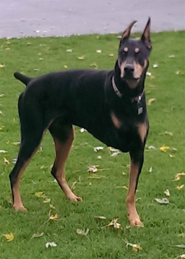 tripawd doberman nitro