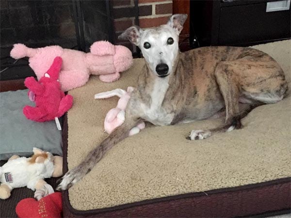 senior tripawd greyhounbd rory