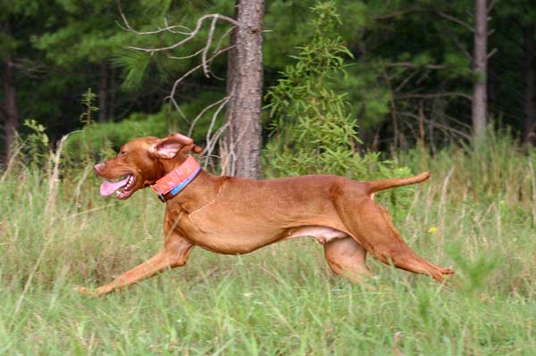 tripawd vizsla master hunter bart