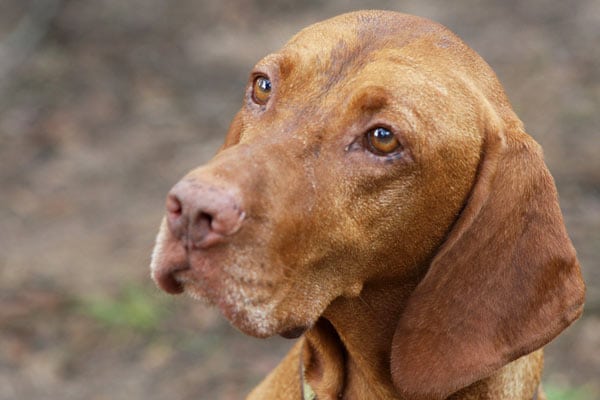 tripawd vizsla master hunter bart