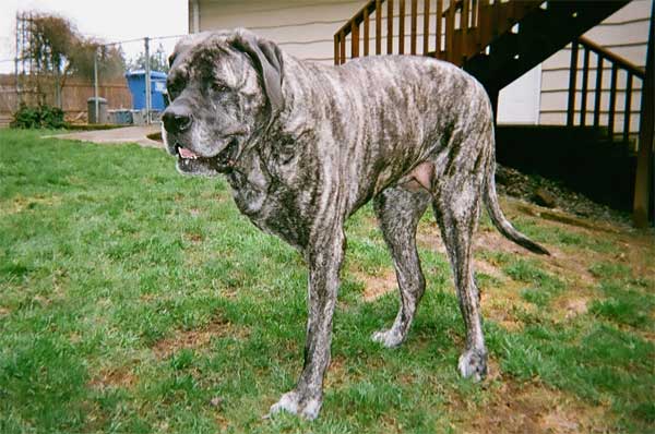 Three Legged English Mastiff Tazzie