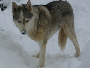 Tripawds Grows, Members Remember. Calpurnia