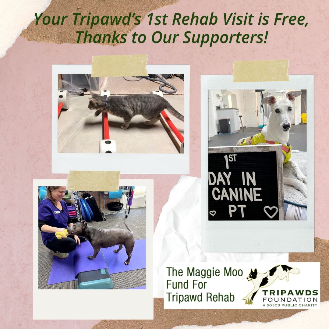 Free Tripawd Rehab