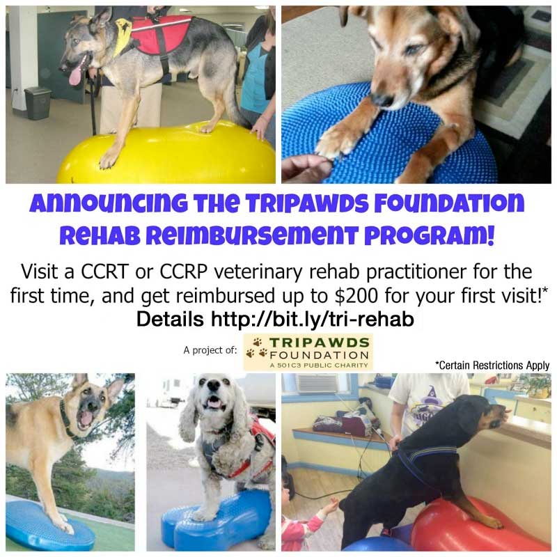 Tripawd fitness program