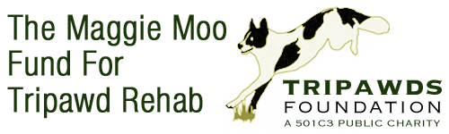 Get free rehab therapy for amputee dogs and cats!