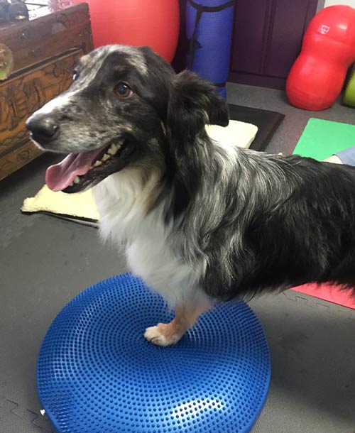 Canine Rehab for Tripawd Domino