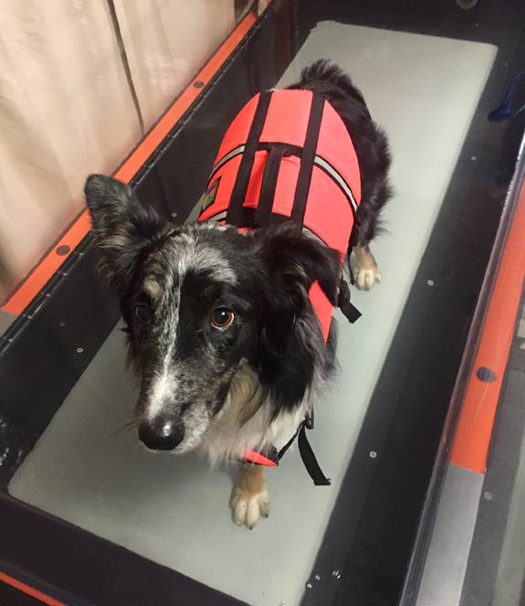 Canine Rehab Hydrotherapy for Tripawd Domino