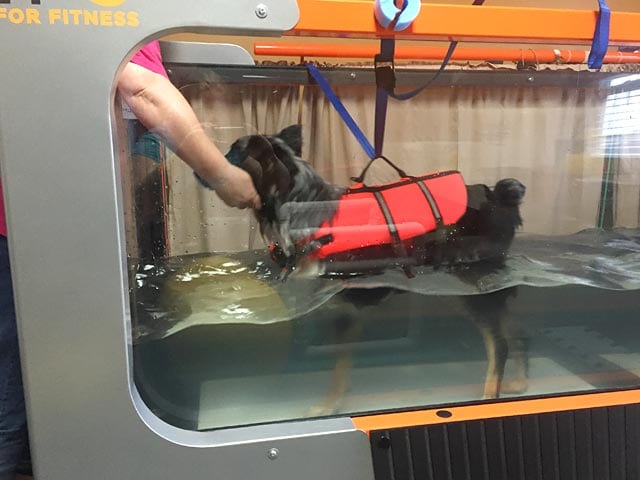 Canine Rehab for Tripawd Domino
