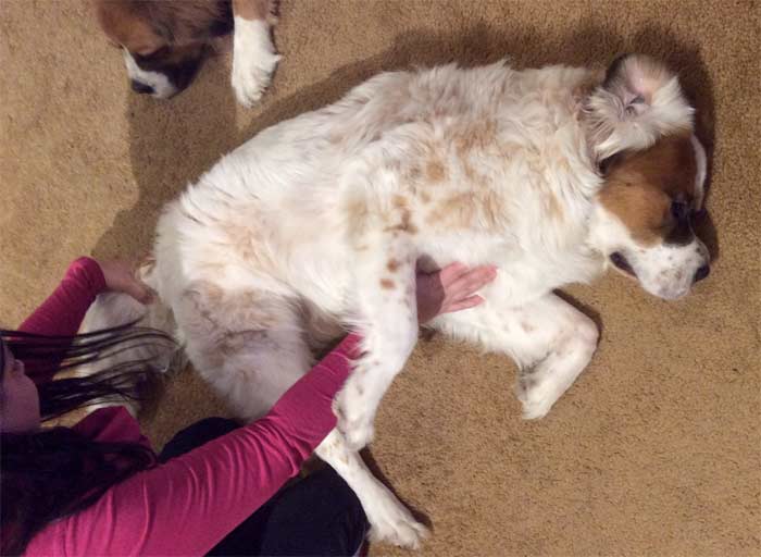 Tail pulls. I use one hand on the tail & the other first on his back, then to hold his chest so he doesn't roll over for belly rubs. He has such a thick tail!