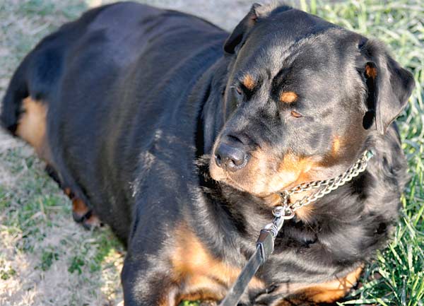 Tripawd Rottie Sassy