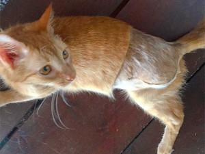 First Tripawd Rescue Reimbursement for Baskets Tripawd Kitty Baskets
