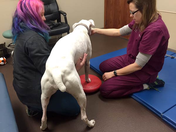 Rehab for Tripawd Boxer Chloe