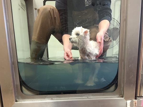 Water Treadmill Work for Cosmo