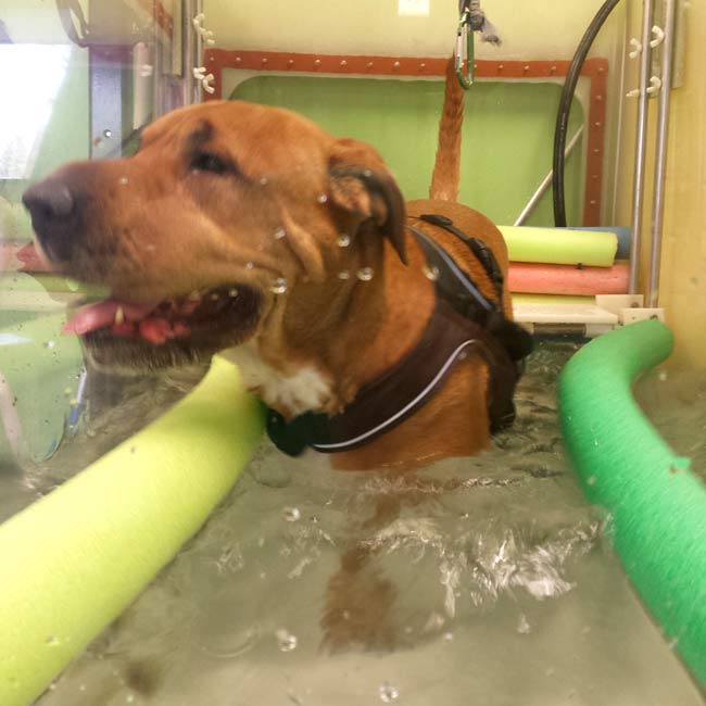 Mollie Moo on the Water Treadmill