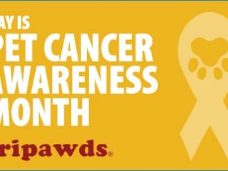 That Pet Place Pet Cancer Awareness Month