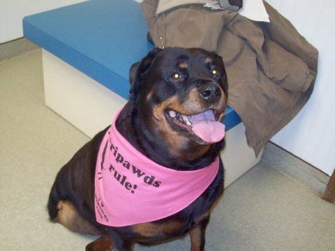 Tripawd Rottie Sassy